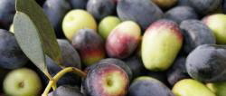 erntefrische Oliven