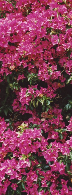 Bougainvillea