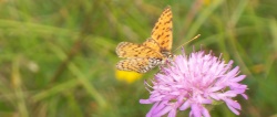 Schmetterling bei der Rast
