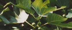 Feigen