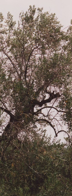 Olivenbaum