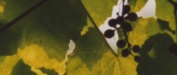Wein im Sonnenschein